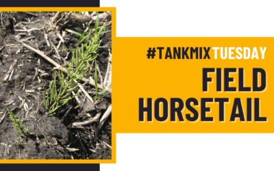 #TankMixTuesday – Field Horsetail