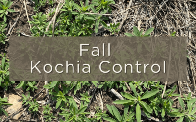 Fall Kochia Control